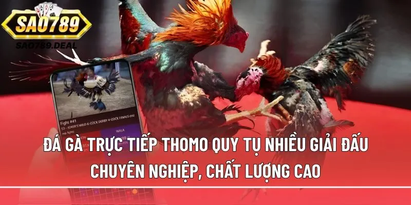Đá gà trực tiếp Thomo: Cách xem, cược và nhận biết trận hay 1 Đá gà trực tiếp Thomo