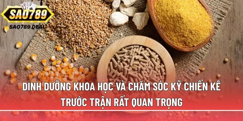 Đá gà cựa dao: Bí quyết chọn và kỹ thuật huấn luyện chuẩn 3 Dinh dưỡng khoa học và chăm sóc kỹ