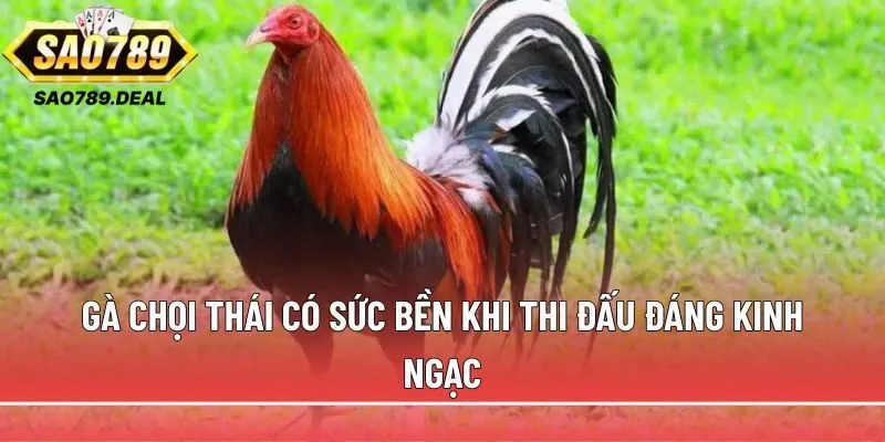 Gà chọi Thái: Ngoại hình, tính cách và kỹ thuật nuôi đỉnh cao 1 Gà chọi Thái có sức bền khi thi đấu