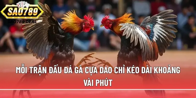 Đá gà cựa dao: Bí quyết chọn và kỹ thuật huấn luyện chuẩn 1 Mỗi trận đấu đá gà cựa dao