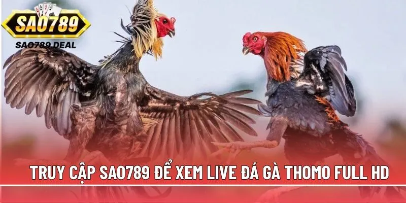 Đá gà trực tiếp Thomo: Cách xem, cược và nhận biết trận hay 2 Truy cập Sao789 để xem live đá gà Thomo full HD