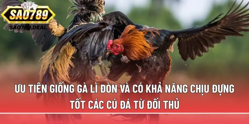 Đá gà cựa dao: Bí quyết chọn và kỹ thuật huấn luyện chuẩn 2 Ưu tiên giống gà lì đòn